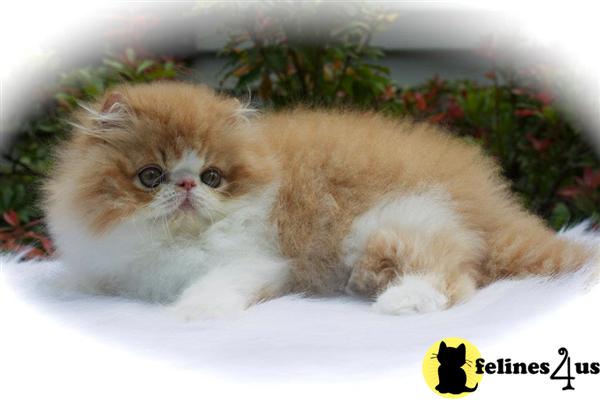 centralparkpersians Picture 2
